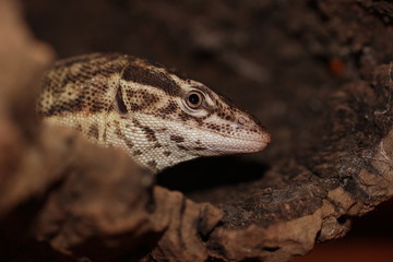 Varan à queue épineuse