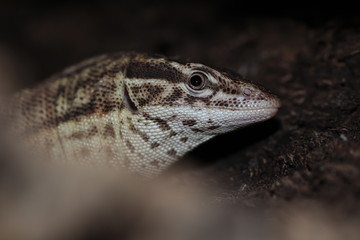 Varan à queue épineuse