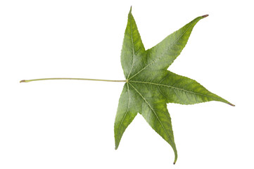 Young green leaf plant tree from garden isolated on white background