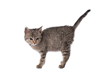 Naklejka premium Adorable cat isolated on a wooden background