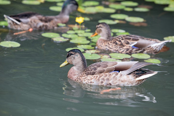 Stockente (Anas platyrhynchos)
