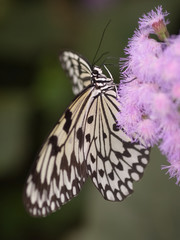 Fototapeta na wymiar White Tree Nymph Butterfly (Idea leauconoe)
