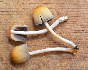 coprinus saccharinus mushroom