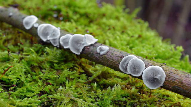 datronia mollis   fungus