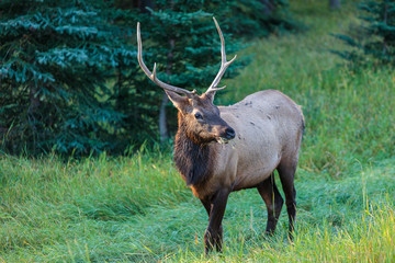 Wild Elk in Banff Canada