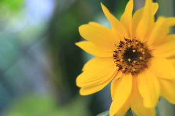 flower, sunflower, yellow, nature, summer, garden, plant, flowers, green, sun, petal, bloom, petals, beauty, spring, bright, blossom, daisy, floral, field, macro, color, flora, close-up, orange