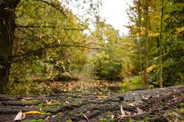 Obraz na płótnie Canvas Autumn forest landscape with old tree trunk overgrown with moss at foreground and the lake water at backgrounds. Selective focus on the trunk.