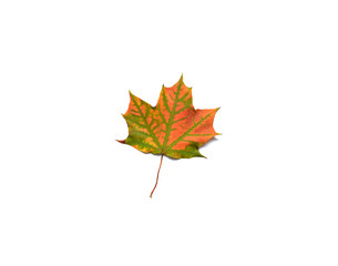 One maple leaf on a white background.