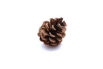 One pine cone on a white background