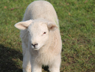 Naklejka na ściany i meble A Close Up of an All White Baby Lamb.