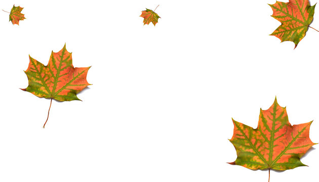 Maple leaves on white background, collage.