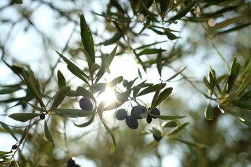 Oliven am Baum