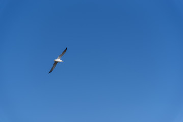 Gaviota.