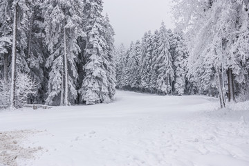 snowy landscape and lovely fluffy white snow. trees covered with snow. a white snowy fairy tale in the mountains. snowy road.