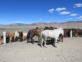 Mongolia - traditional cattle breeding