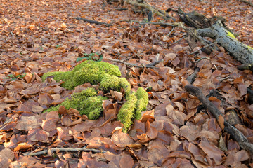 waldboden