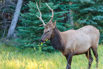 Naklejka na ściany i meble Wild Elk in Banff Canada