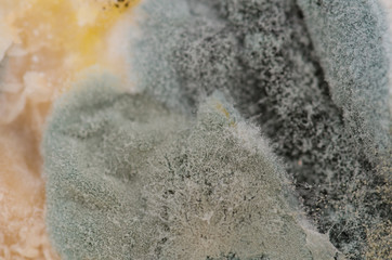 Close up, macro photography of mold on moldy food