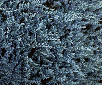 Tuya juniperus horizontalis blue chip. Nature background. Selective focus