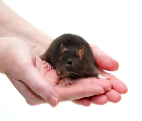 Cute black laboratory rat baby in human hands (isolated on white)