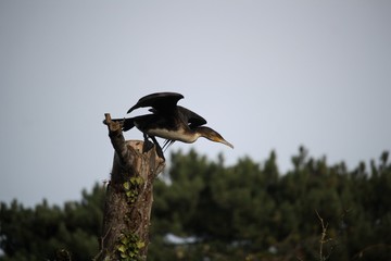 Cormoran
