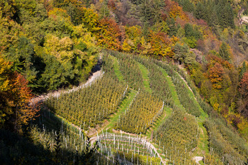 Apples trees In Val di Non, Trentino Alto Adige, Italy in autumn time.