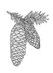 Hand drawn pine tree branch