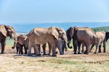 Elefantengruppe am Wasserloch