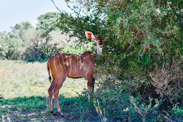 Antilope in Afrika beobachtet Menschen auf Safari