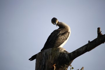 Cormoran