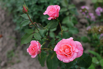 Fototapeta premium Beautiful roses