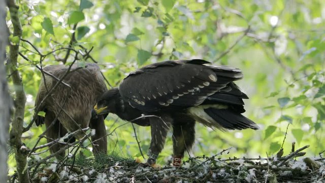 Lesser spotted eagle in the nest, two birds