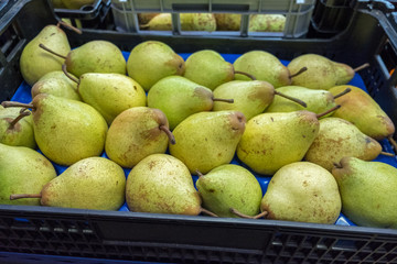 Fresh yellow pears for sale at Porto market (Mercado do Bolhao). Portugal