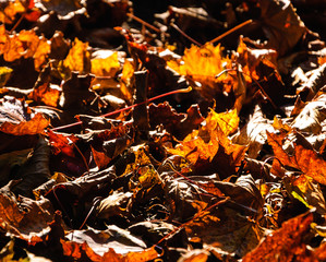 Faded maple leaves on the ground. Closeup. Nature background.