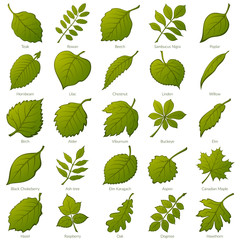 Set of Green Leaves of Various Plants, Trees and Shrubs, Nature Icons for Your Design. Vector - obrazy, fototapety, plakaty
