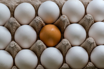 a yellow egg among the white eggs in the egg carton