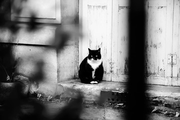 Black white cat sitting on doorstep of old house with wooden grungy door. View through  the blurred fence and garden plants. Abandoned pet concept. Black and white abstract photo.