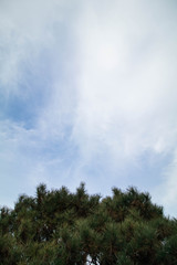 Tree and sky