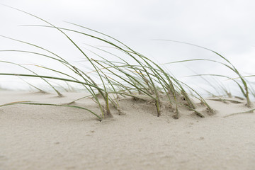Strandhafer im Wind.