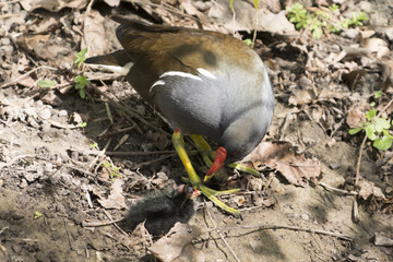 Die Teichralle (Gallinula chloropus) mit Küken.