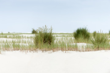 Strandhafer im Wind.