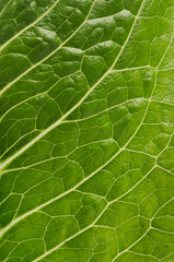 Fresh leaf green salad macro, texture, background.