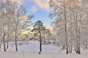 Sunrise in the winter forest