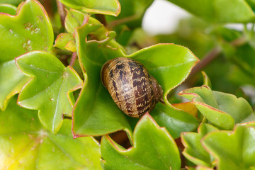 Escargot dans feuilles de g&eacute;ranium