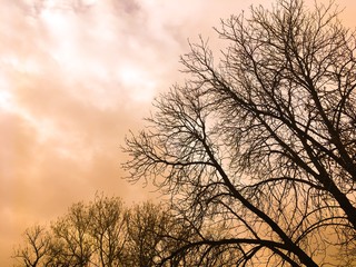 Romantic photo with gold sky and trees 