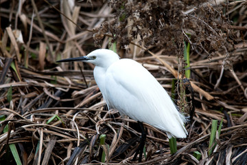 Little Egret standing in some vegetation