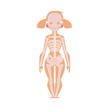 Educational anatomy chart infographics of human skeleton, female body, cartoon vector illustration isolated on white background. Human skeleton, anatomy chart for kids with female body