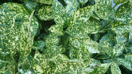 Diferentes tipos de mirtos verdes y amarillos