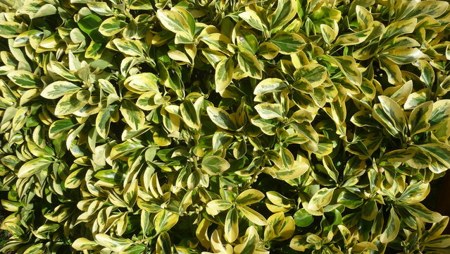 Diferentes tipos de mirtos verdes y amarillos