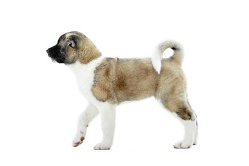 Little cute american s akita puppy with brown and white fur, fluffy tail and paws. Nice symbol of the next year of Earth Dog. Photo was made on the white studio background.